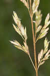 Tall fescue